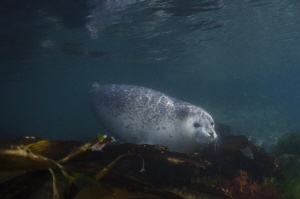 Spotted seal by Dmitry Starostenkov 